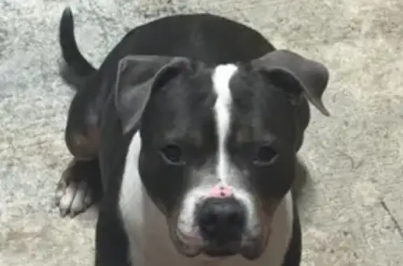 Lost female dog, Featherbed Lane, Winchester - Molly, Grey/brown/white Pitt Terrier - photo