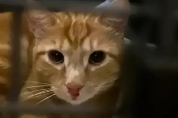 Animaux trouvés Paris, photo: Chat trouvé, Rue Joly, Toul - affectueux et boitant