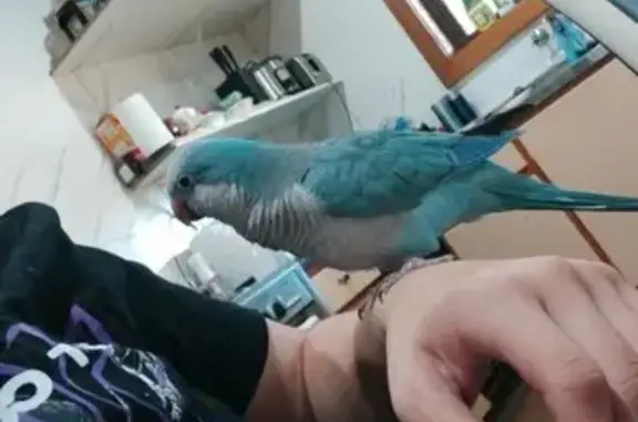 Lost bird, Lafitte Way, Playford, Strathfield - male with blue top and grey bottom - photo
