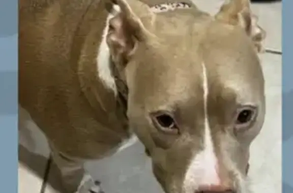 Lost dog, First Street, Fort Myers - female red Nose pitbull named Marlee - photo