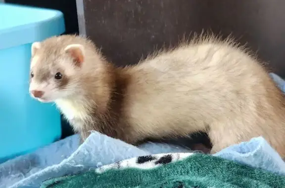 Lost bird, Austin Bluffs and Research, Colorado Springs - light in color with white booties - photo