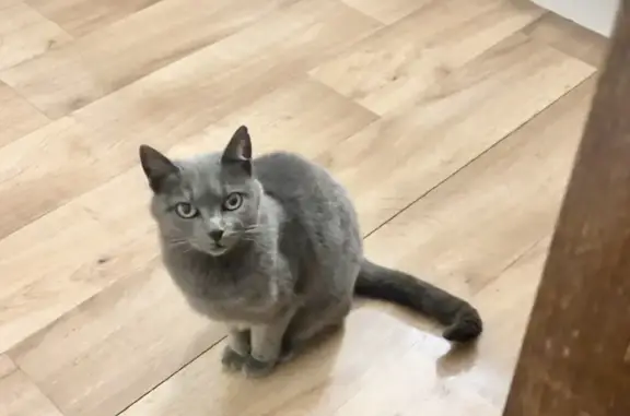 Chat perdu, Allée Jehan de Guilloche, Léognan - Princesse, 11 ans, grise - photo