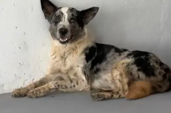 Cachorro encontrado Macho (brf...