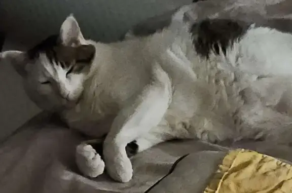 Lost cat, South Blackwelder Avenue, Oklahoma City - male, about 12 pounds - photo