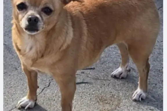 Lost dog, South Ditman Avenue, 730, Los Angeles - reddish brown/white with white paws - photo