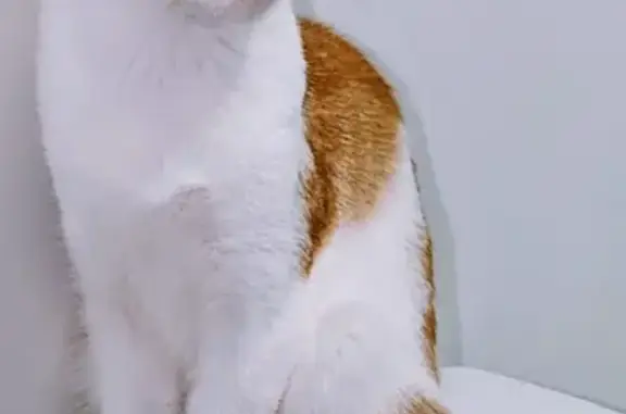 Lost cat, Archer Crescent, Ipswich - male with a ginger spot - photo