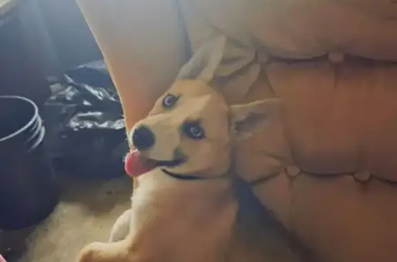 Lost female dog, Jackson Street, 795, Hilltop - tan/white with black collar - photo