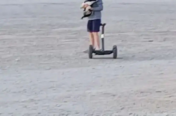 Lost dog, US 281, Stephenville - male black and white cowboy corgi - photo