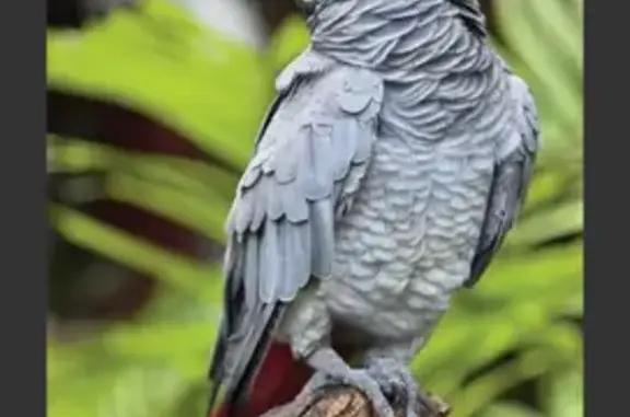 Animaux perdus Oberhausbergen, photo: Oiseau perdu, Route de Saverne, Oberhausbergen - craintif