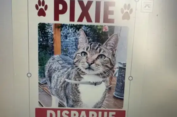 Chat perdu, Rue de Lannoy, Roubaix - femelle avec robe marron/noir - photo