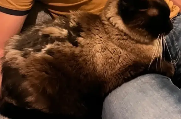 Chat perdu, quartier Sacré Cœur, Cholet - mâle siamois de 14 ans - photo