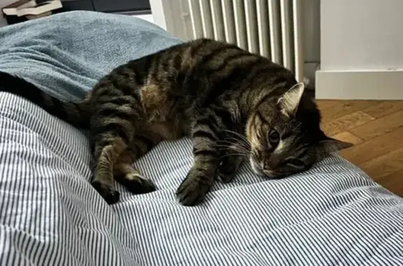 Animaux perdus Narbonne, photo: Chat perdu, Avenue Élie Sermet, Narbonne - femelle tigrée prénommée Minette