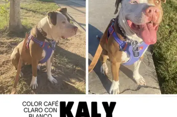 Perros perdidos, Mexicali, foto: Perdido perro, Toulon, 1080, Mexicali - color blanco con café claro