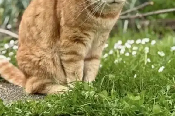 Chat perdu, Rue Jourd'heuil, Gagny - très gentil et craintif - photo