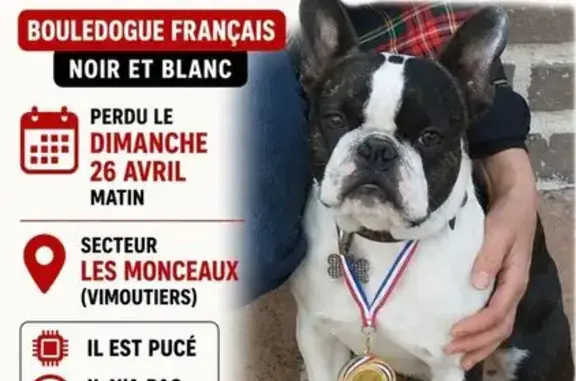 Chien perdu, Route de la Heurtaudière, Vimoutiers - bouledogue français noir et blanc - photo
