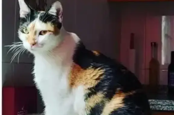 Perdido gato, Arona, Canarias - hembra tricolor - photo