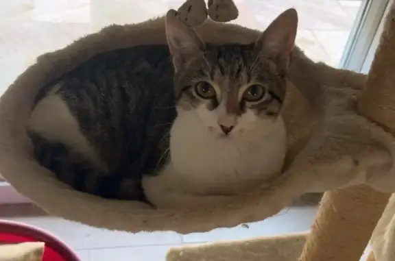 Animaux perdus Strasbourg, photo: Chat perdu, Rue du Bas Fargeas, Strasbourg - chatte tigrée marron et blanc