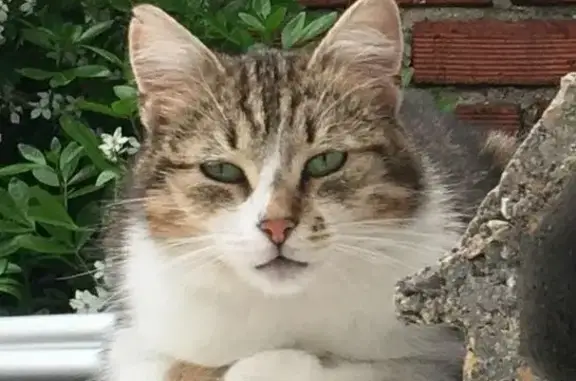 Chat perdu, Rue Louise Michel, Bezons - femelle, très craintive - photo