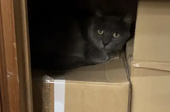 Animaux perdus Sizun, photo: Chat perdu, Rue du Docteur Maze, Sizun - croisé chartreux