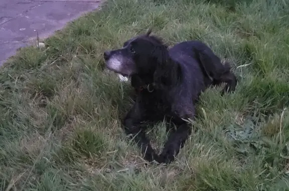 Animaux trouvés Vannes, photo: Chien trouvé, Rue Vincent Auriol, Landivisiau