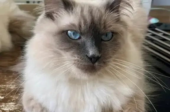 Animaux perdus Paris, photo: Chat perdu, Rue de la Haie, Bois-Guillaume, Paris - Ragdoll très affectueuse