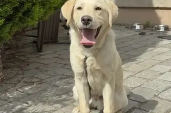 Chien perdu Vitry-sur-Seine, photo : Chien perdu, Place de la Libération, Vitry-sur-Seine - labrador beige avec puce électronique