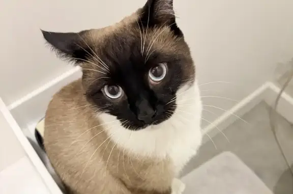 Chat perdu, Chaussée Pierre Curie, Tourcoing - siamois craintif - photo