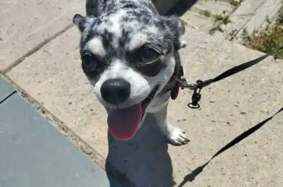 Perdido perro, Carrer de Salou...