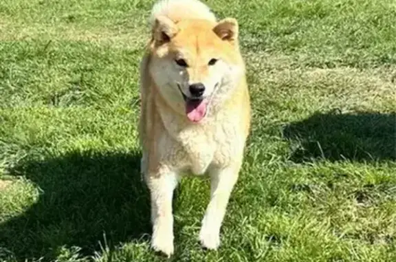 Chien disparu Fille, Doncourt-lès-Conflans (fl591373) - photo