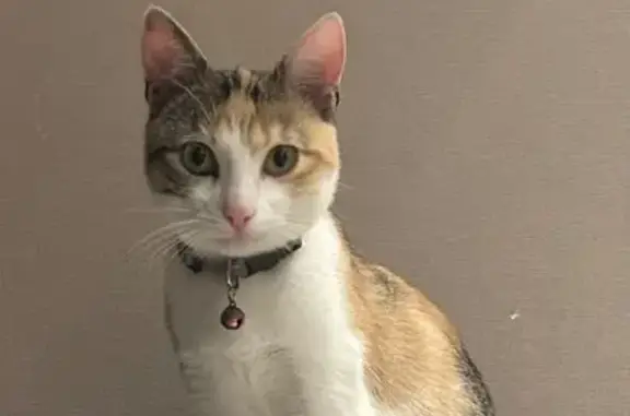 Animaux perdus Aulnay-sous-Bois, photo: Chat perdu, Rue d'Alésia, Aulnay-sous-Bois - femelle tricolore