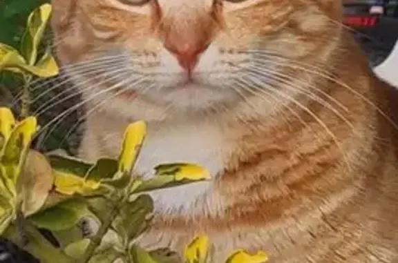 Animaux perdus Jardin, photo: Chat perdu mâle, Route de Saint-Sorlin, Jardin - roux tigré