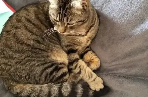 Animaux perdus La Roche-sur-Yon, photo: Chat perdu, Impasse de la Pompe, La Roche-sur-Yon - plutôt peureux