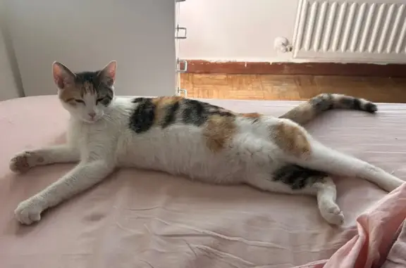 Gato perdido Hembra, Madrid (sl495670) - photo