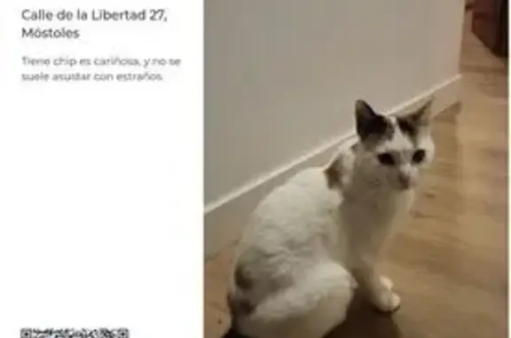 Perdido gato hembra, Calle de la Libertad, 27, Móstoles - blanca moteada de negro y marrón - photo