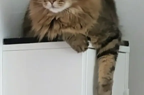 Chat perdu, Les Rougelaines, Rennes - chat peureux - photo
