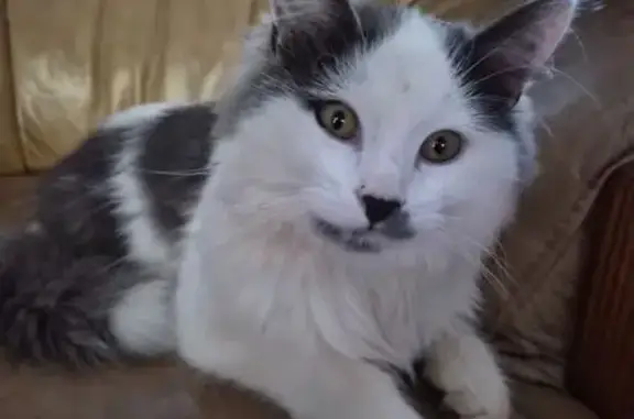 Chat perdu, Saint-Paul, Hauts-de-France - femelle blanche et grise - photo