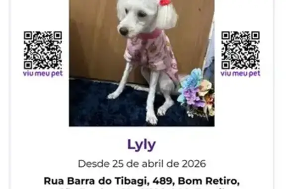 Cachorro perdido Fêmea (brl002701) - photo