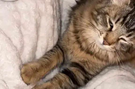 Chat perdu, Eyguières, photo: Chat perdu, Faubourg Reyre, 11, Eyguières - non castré, poêle long