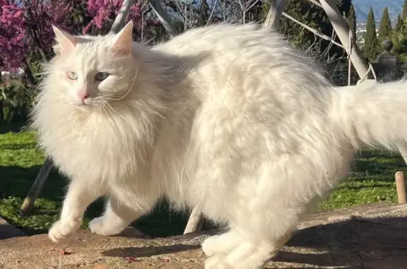 Gatos perdidos, Alhaurin el Grande, foto: Perdido gato, Urbanizacion UR9, 16, Alhaurín el Grande - blanco de 5 años
