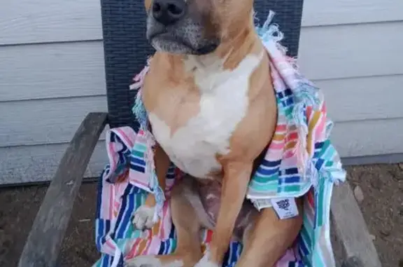 Lost dog, Freeman Street, Sydney - female with brown coat - photo