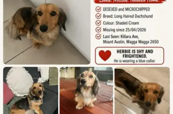Lost dog, Killara Avenue, Wagga Wagga, Sydney - shaded-cream long haired dachshund - photo