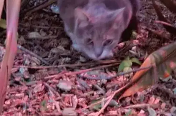 Animaux trouvés La Baule-Escoublac, photo: Chat trouvé, Place de la Victoire, La Baule-Escoublac - gris blanc crème
