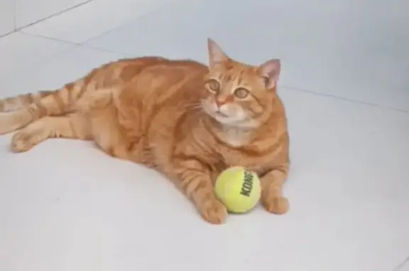 Animaux perdus Cagnes-sur-Mer, photo: Chat perdu, Rue de Bir Hakeim, Cagnes-sur-Mer - femelle rousse