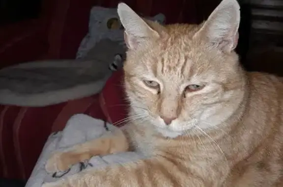 Animaux perdus Reichshoffen, photo: Chat perdu mâle, Rue Alphonse Daudet, Reichshoffen - roux tigré sans queue