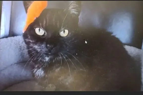 Chat perdu, Rue Jean Broutin, Conflans-Sainte-Honorine - noire reflets marron - photo