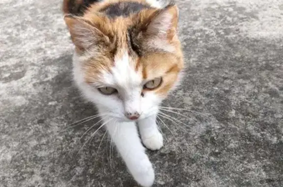 Chat perdu, Route de Siest, 511, Heugas - chatte tricolore craintive - photo