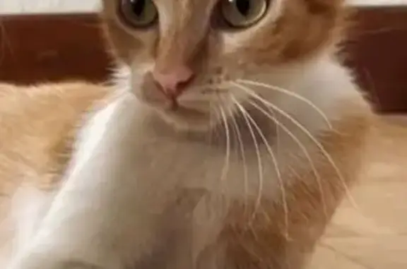 Gatos perdidos, Alcantarilla, foto: Gato perdido Hembra, Alcantarilla (sl495674)