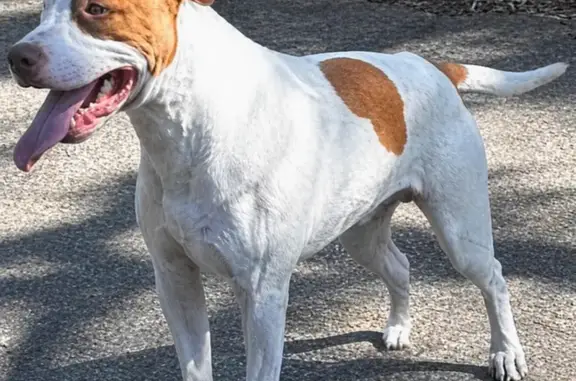 Lost dog, Leumeah Avenue, Morisset - male, 13 months old - photo