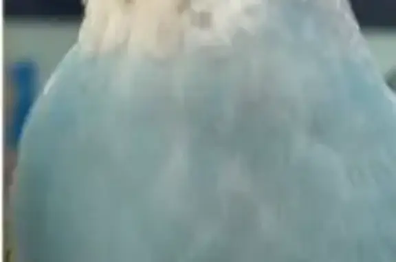 Lost bird, Broomsleigh Street, Kew Green - 5 months old - photo