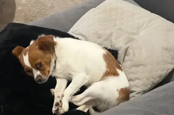 Chien perdu, Chaleins, Lyon - Petit chihuahua blanc et marron - photo